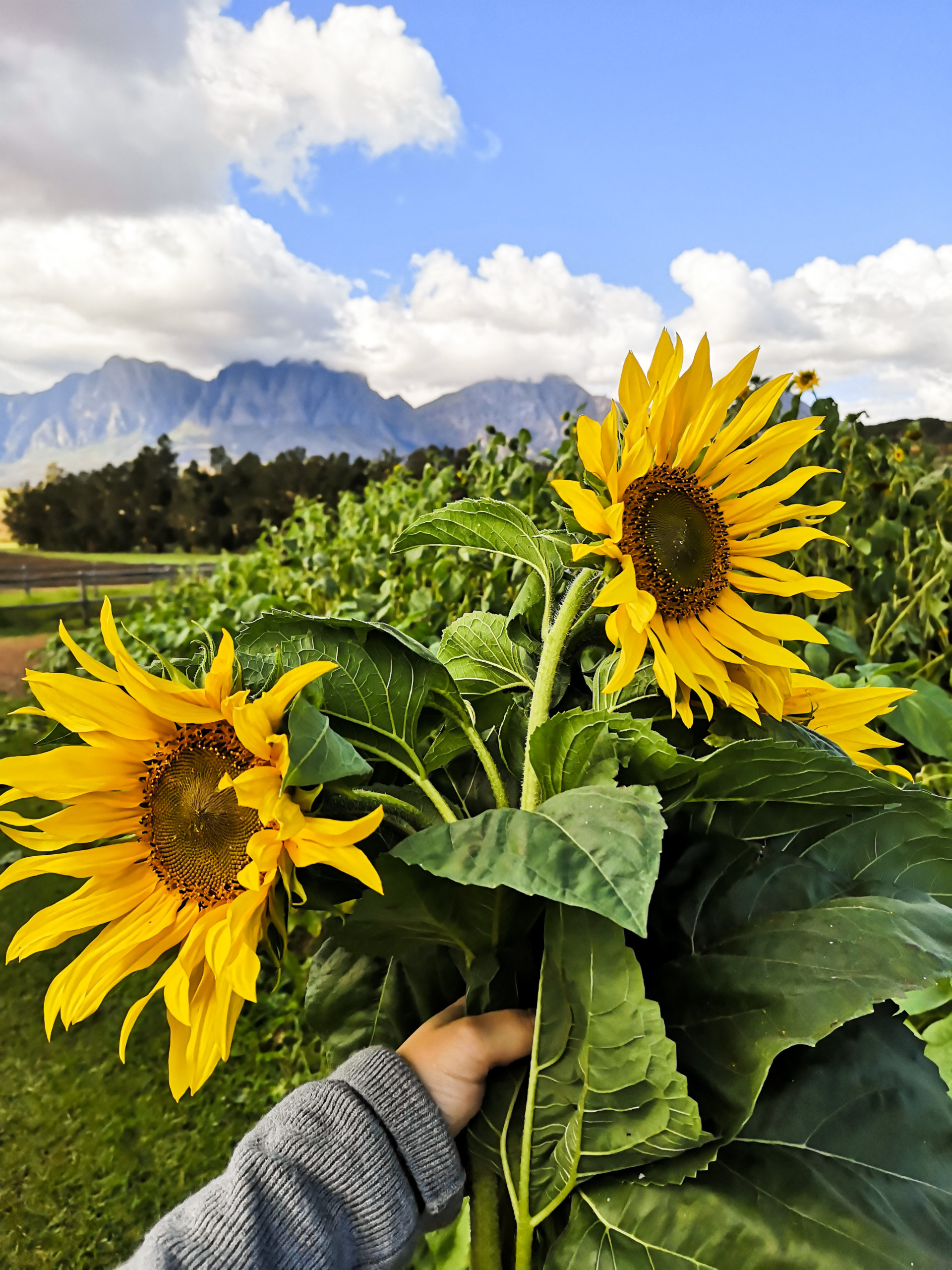 Sunflower Fields at Vergelegen - The Happy Traveller